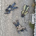 Photo of Dead Man's Hand Dead Bucks (DMH514)
