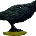 Photo of A Murder of Crows (DMH601)