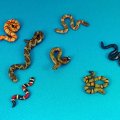 Photo of Snakes! (DMH661)