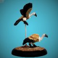 Photo of Vultures (EMP-AA111)