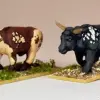 Photo of Oxen (AA19)