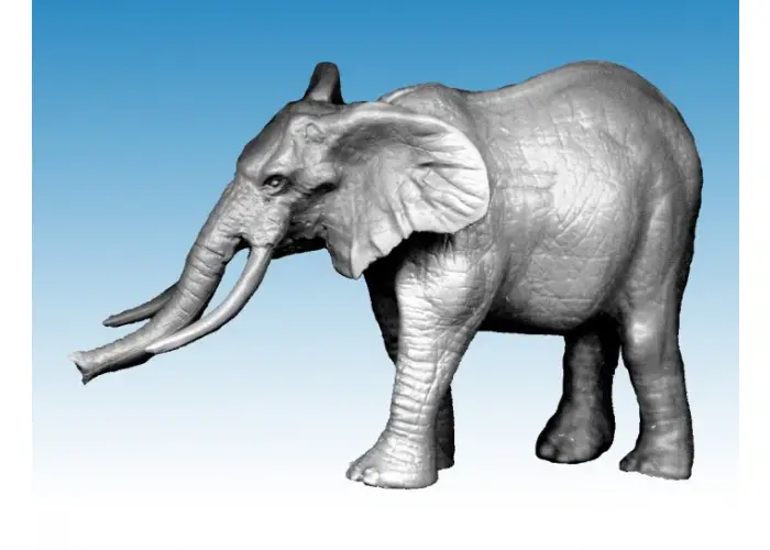 African Elephant